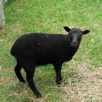 black sheep Meme Generator - Imgflip