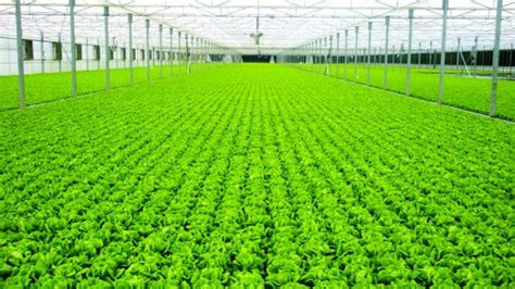 The scope of commercial hydroponics farm | Elagreens