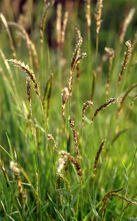 150 Sweet Vernal Indian Grass Seeds | Etsy