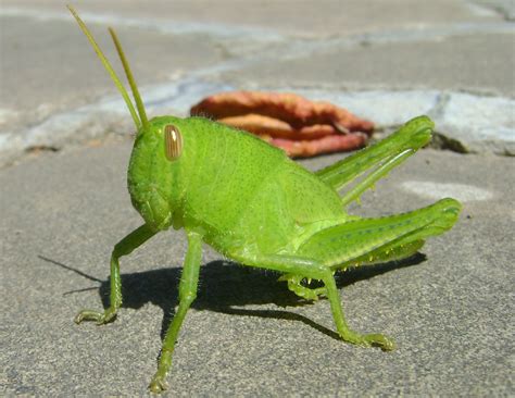 Fotografias de animais: Gafanhoto verde médio