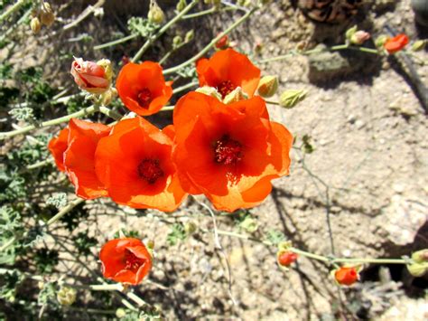 Plant Life of the Colorado Desert