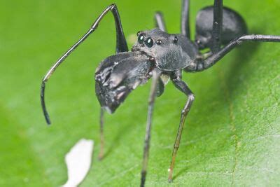 Ant-Mimicking Spiders - AntWiki