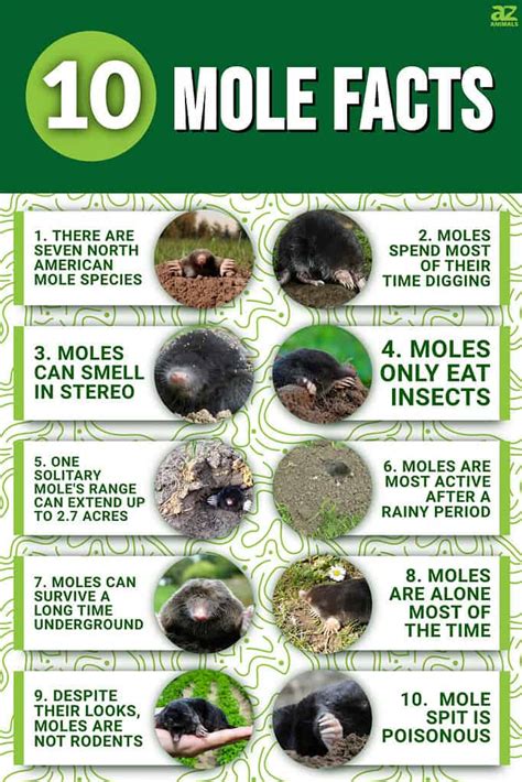 10 Incredible Mole Facts - A-Z Animals