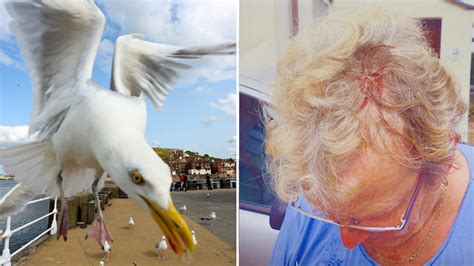 Pensioner left with blood pouring down her face after seagull attack ...