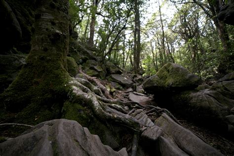 AN ELVEN FOREST — Life Gazing