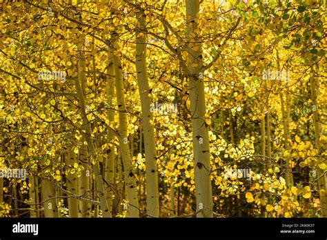 Aspen tree in full fall color Stock Photo - Alamy