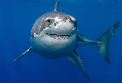 Great white shark lurking metres off English south coast!