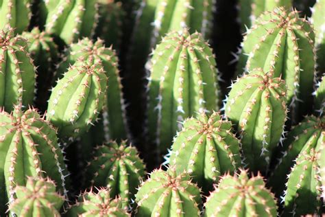 Desert Cacti | Cactus Plants for Your Garden