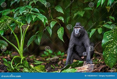 The Celebes Crested Macaque in the Forest. Natural Habitat. Stock Photo - Image of nature ...