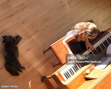 149 Cats Playing Piano Stock Photos, High-Res Pictures, and Images - Getty Images