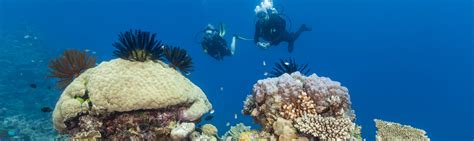 Great Barrier Reef Tour from Port Douglas $299