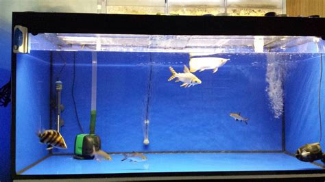 Compatible fish tank mates list