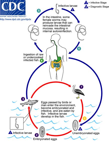 Capillariasis - Page 1