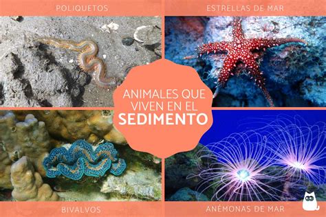 Aquatic Infauna: Exploring the Diversity of Animals Living in Sediment ...