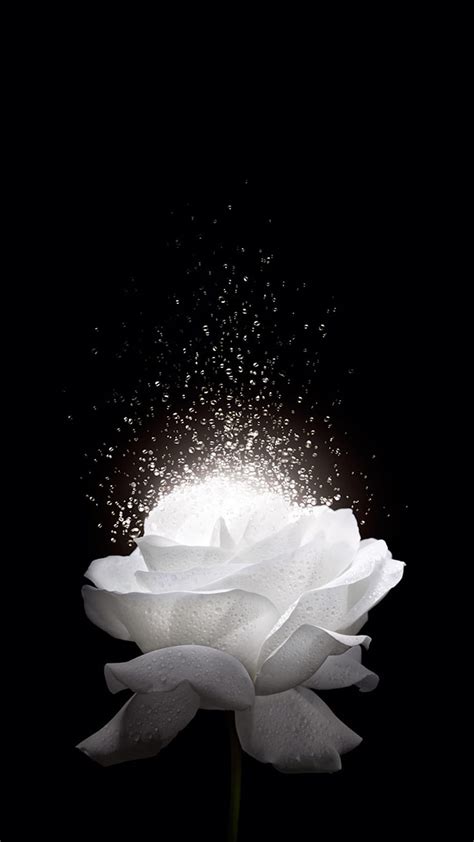 White Rose H5 Background. Flower phone , White roses background ...