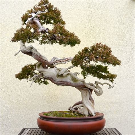 10 Coolest Looking Bonsai Trees