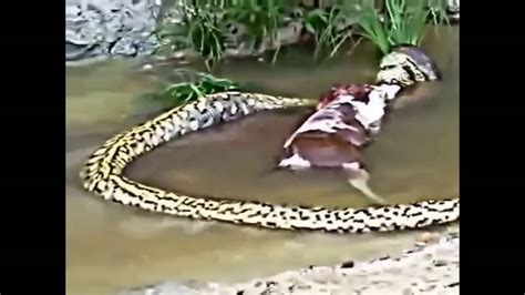 Home Youtube Fake Pictures Anaconda Attack Giant – Otosection