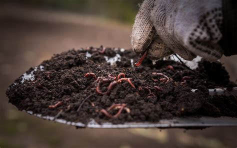 Benefits of Worms in Soil Health – Worm Ladies