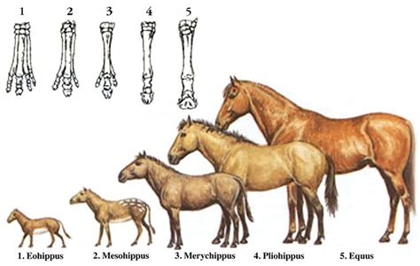 Evolution of the Horse Hoof