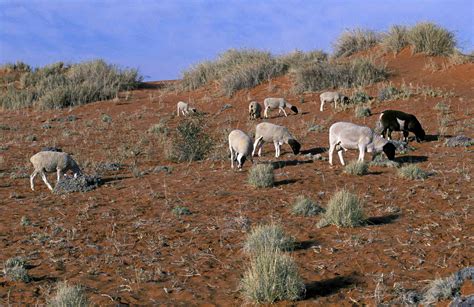 What Is Desertification? Where Is It Happening?