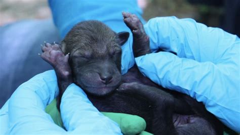 Litter of 6 endangered red wolf pups born at Museum of Life and Science ...