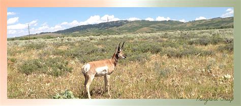 Pronghorn Sheep Photograph by Rick Thiemke - Fine Art America