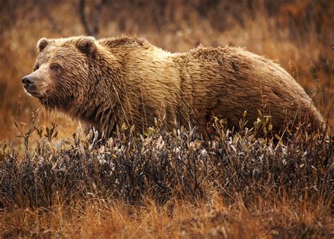 Grizzly Bear Sighting - Moyie River Ranch Resort