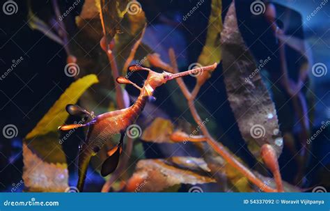 Sea Dragon stock photo. Image of dorsal, fauna, invertebrate - 54337092