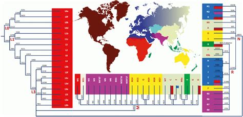 MtDNA haplogroup tree and distribution map - Category:Phylogenetic trees of human mtDNA ...