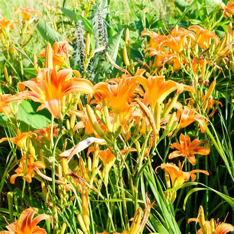 Flowers of Orange Lilies. Lilies among the Stock Image - Image of ...