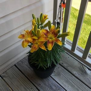 Personalized Asiatic Lily Care: Water, Light, Nutrients | Greg App