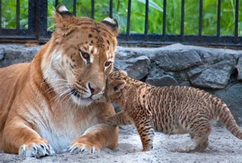 Rare liger cubs born at Russian zoo - NY Daily News