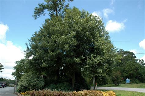 Southern Live Oak (Quercus virginiana) in Oklahoma City Edmond Norman ...