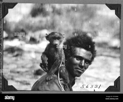 Tinish the dog-faced baboon on Allamayu's shoulder Stock Photo - Alamy