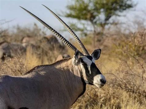 8 of The Biggest African Animals with Horns - 10Largest