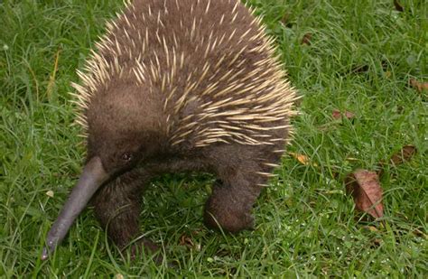 The Long-beaked Echidna: can we save the earth’s oldest living mammal?