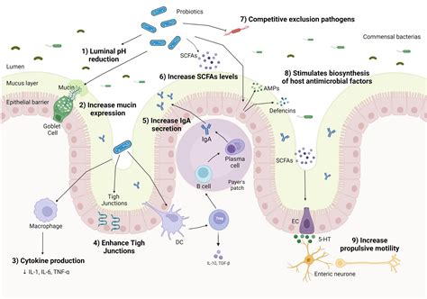 Frontiers | Probiotics, prebiotics, and synbiotics in chronic ...