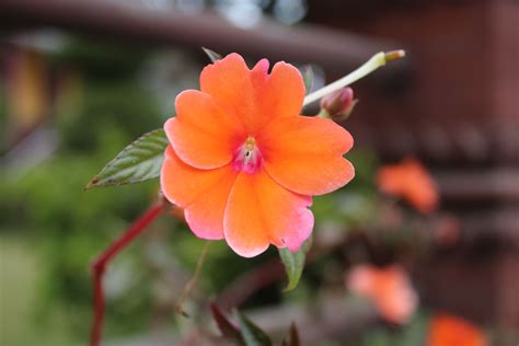 Picture of beautiful flower. #flower #naturelovers #Nepal #nepali ...