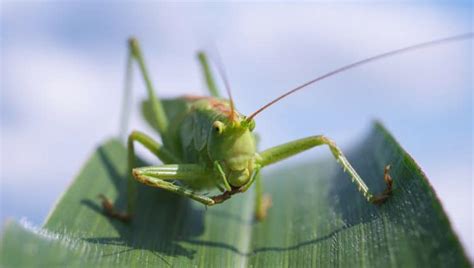 10 Grasshoppers Facts - Behavior, Flight, Movement & More | Facts.net