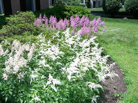 Recommended deer resistant perennials for the Northeast