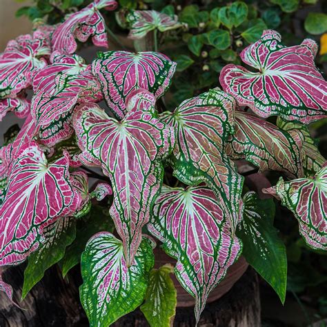 How to Grow and Care for Caladiums - The Home Depot