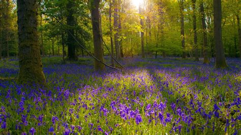 landscape, Flowers, Forest, Sunlight, Blue Flowers Wallpapers HD / Desktop and Mobile Backgrounds