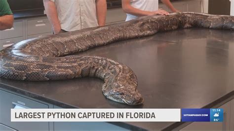 Longest Python Found