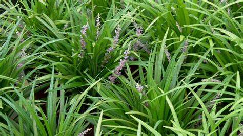 Liriope, border grass, old favorite for Treasure Coast landscapes