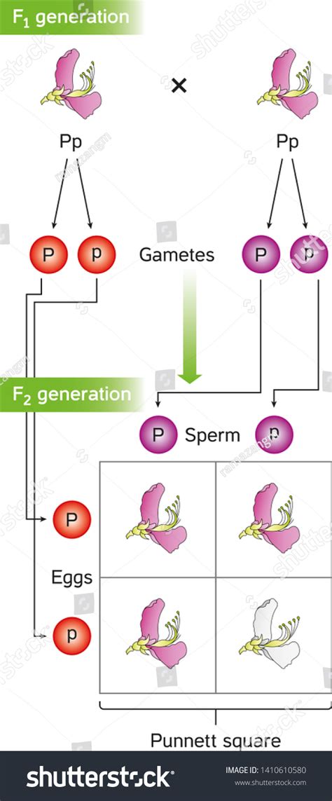 Mendel Genetics Punnett Squares Predict Offspring Stock Illustration 1410610580 | Shutterstock