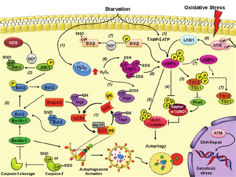 Redox signaling and autophagy. The redox signaling events regulating... | Download Scientific ...