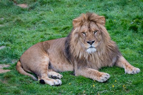 Pairi Daiza 2017-05-06 07 | Animals, Lion