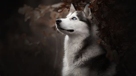 1920x1080 Siberian Husky Dog Breed Laptop Full HD 1080P ,HD 4k ...