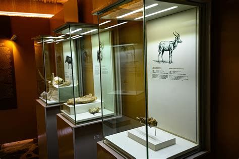 Olduvai Gorge Museum – Ngorongoro Conservation Area Authority (NCAA)