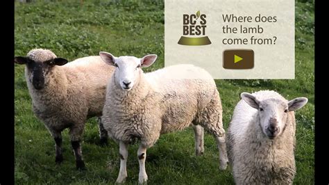 BC's Best Where Does the Lamb Come From - YouTube